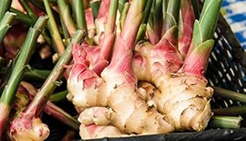 Green White Perennial Ginger Zingiber officinale for planting in herb garden
